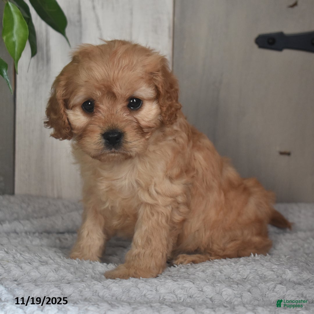 Cavapoo dogs for sale: Josey - Ad 3
