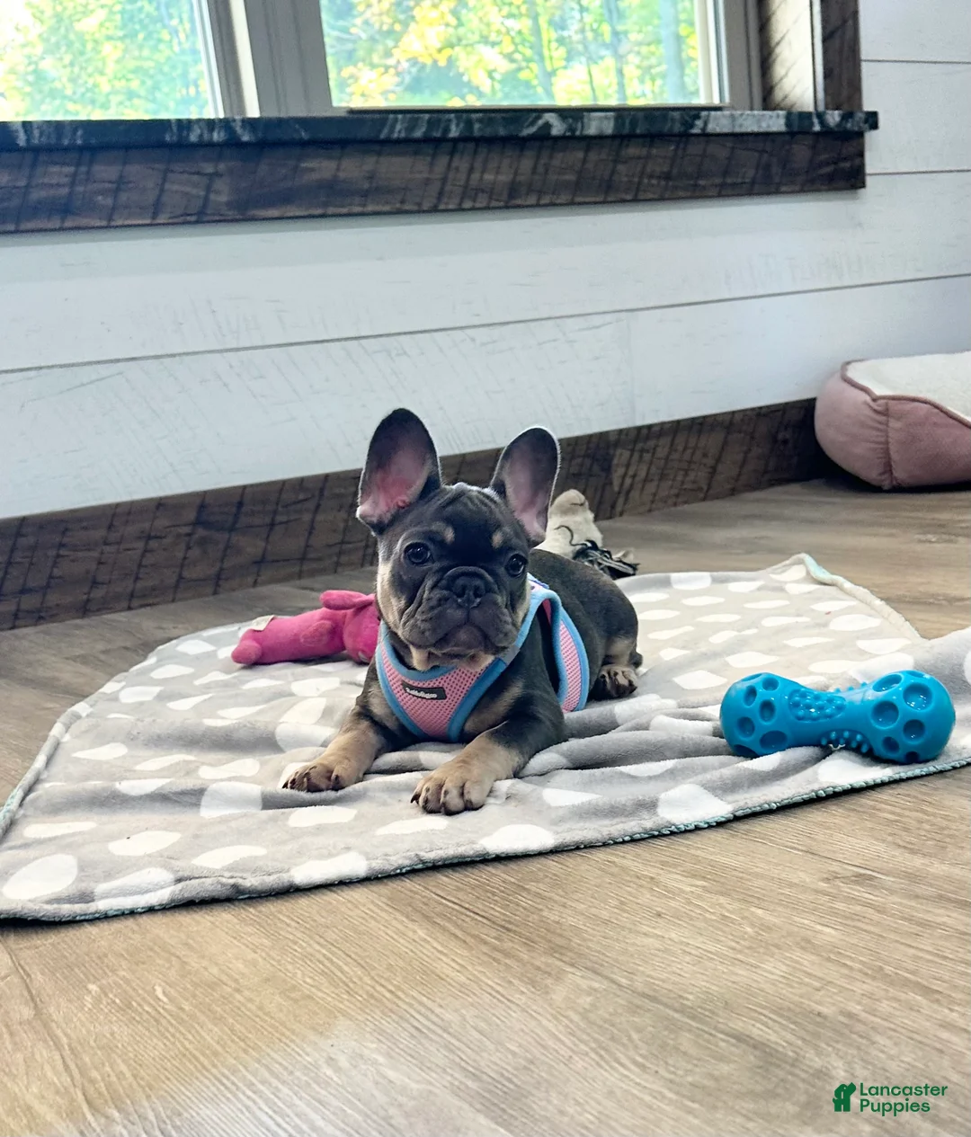 French Bulldog dogs for sale: Maple - Ad 2