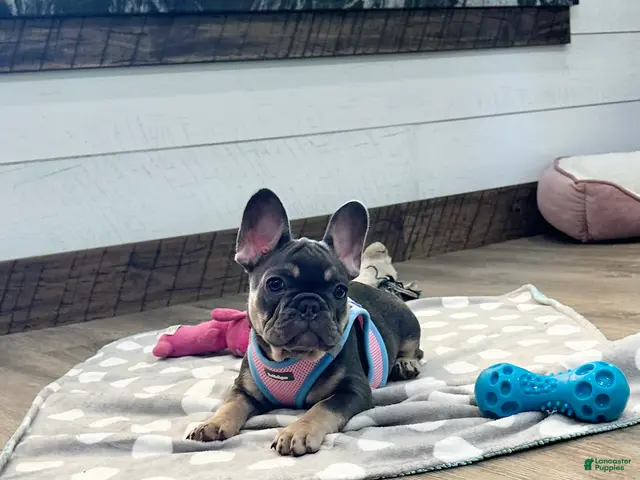French Bulldog dogs for sale: Maple - Ad 2