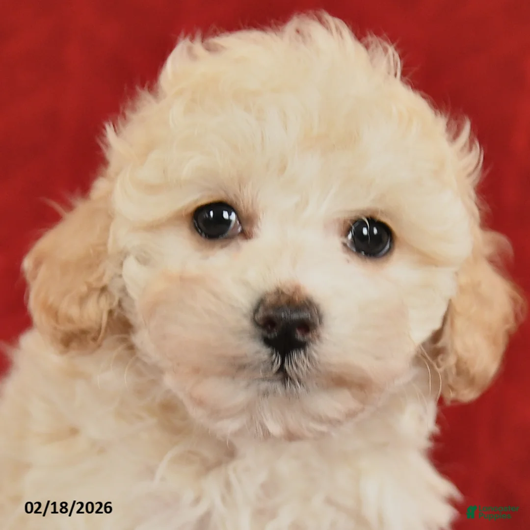 Maltipoo dogs for sale: Jasper - Ad 4