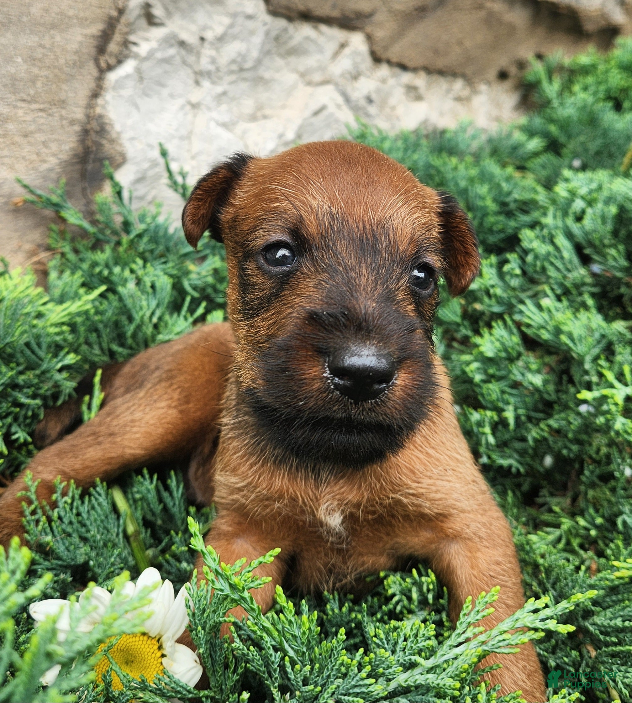 Irish Terrier dogs Roxie - Ad 2