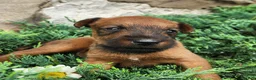 Irish Terrier dogs for sale: Roxie - Ad 2