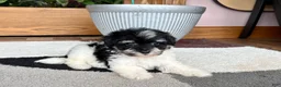 Havapoo dogs for sale: Havapoo girl 2 - Ad 8