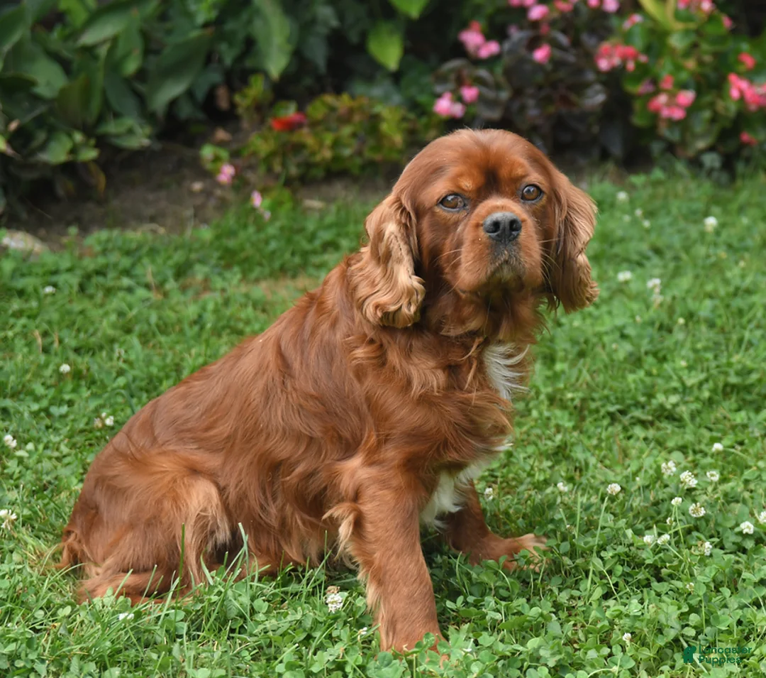 Cavalier King Charles Spaniel dogs for sale: Redhead - Ad 7