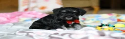 Miniature Schnauzer dogs for sale: Charlie - Ad 4