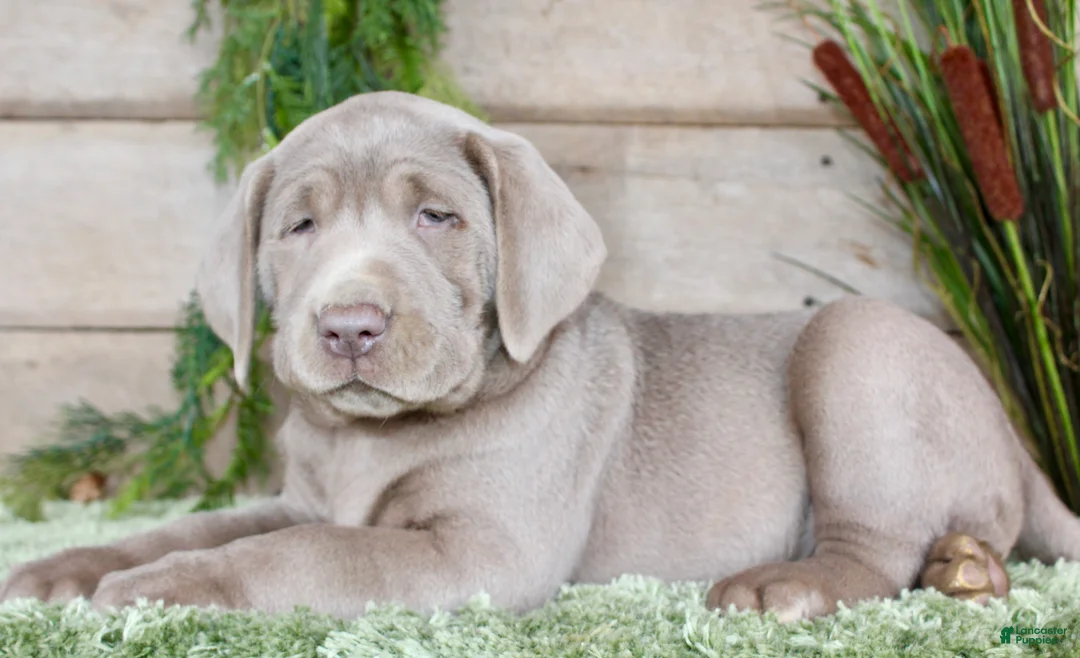 Labrador Retriever dogs for sale: Silver Silas - Ad 1