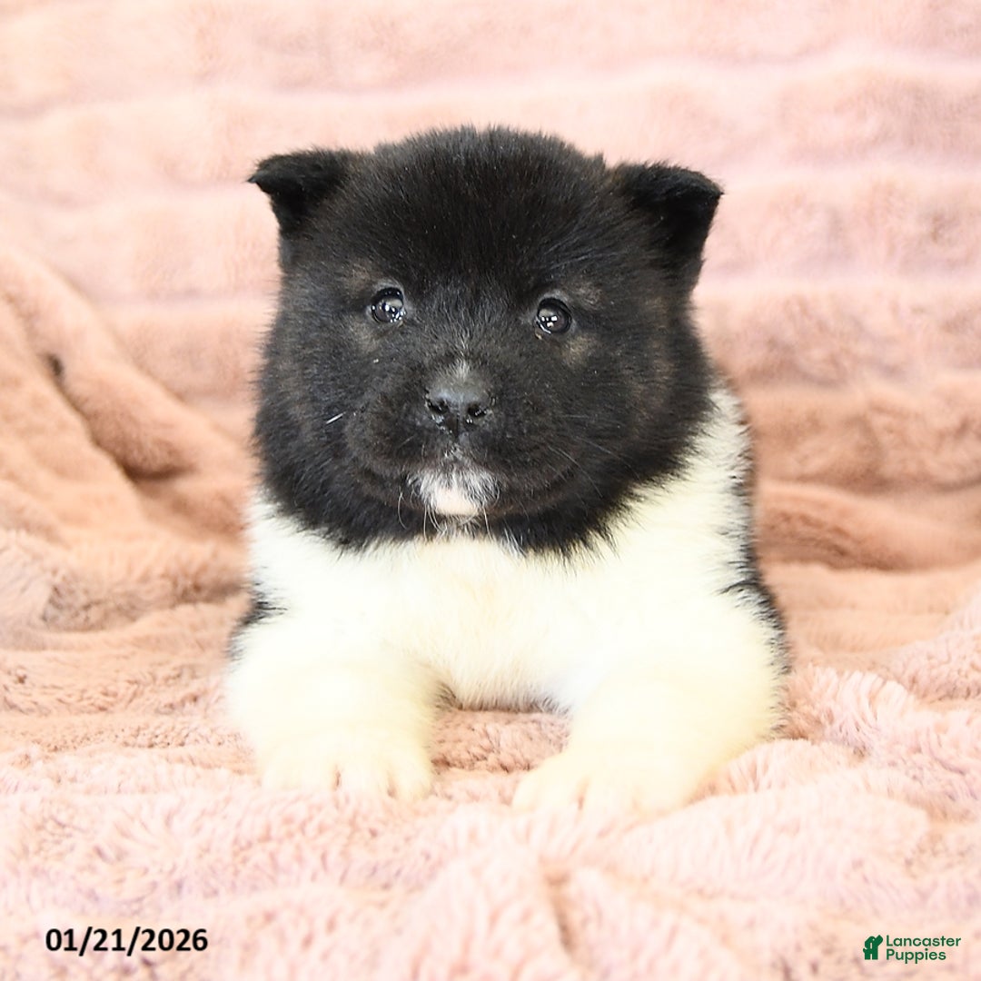 Akita dogs for sale: Flame - Ad 4