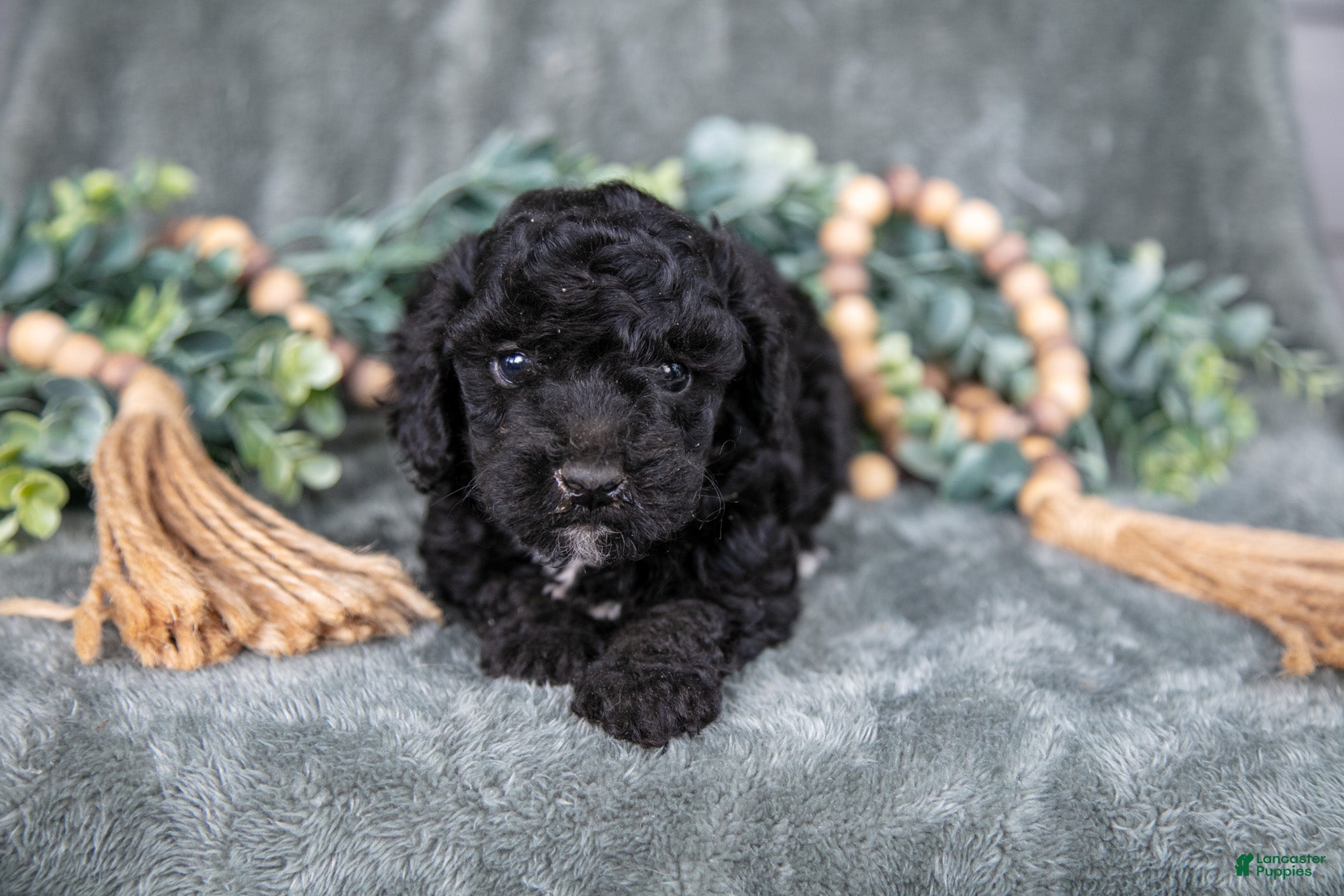 Miniature Poodle dogs for sale: Margo - Ad 2