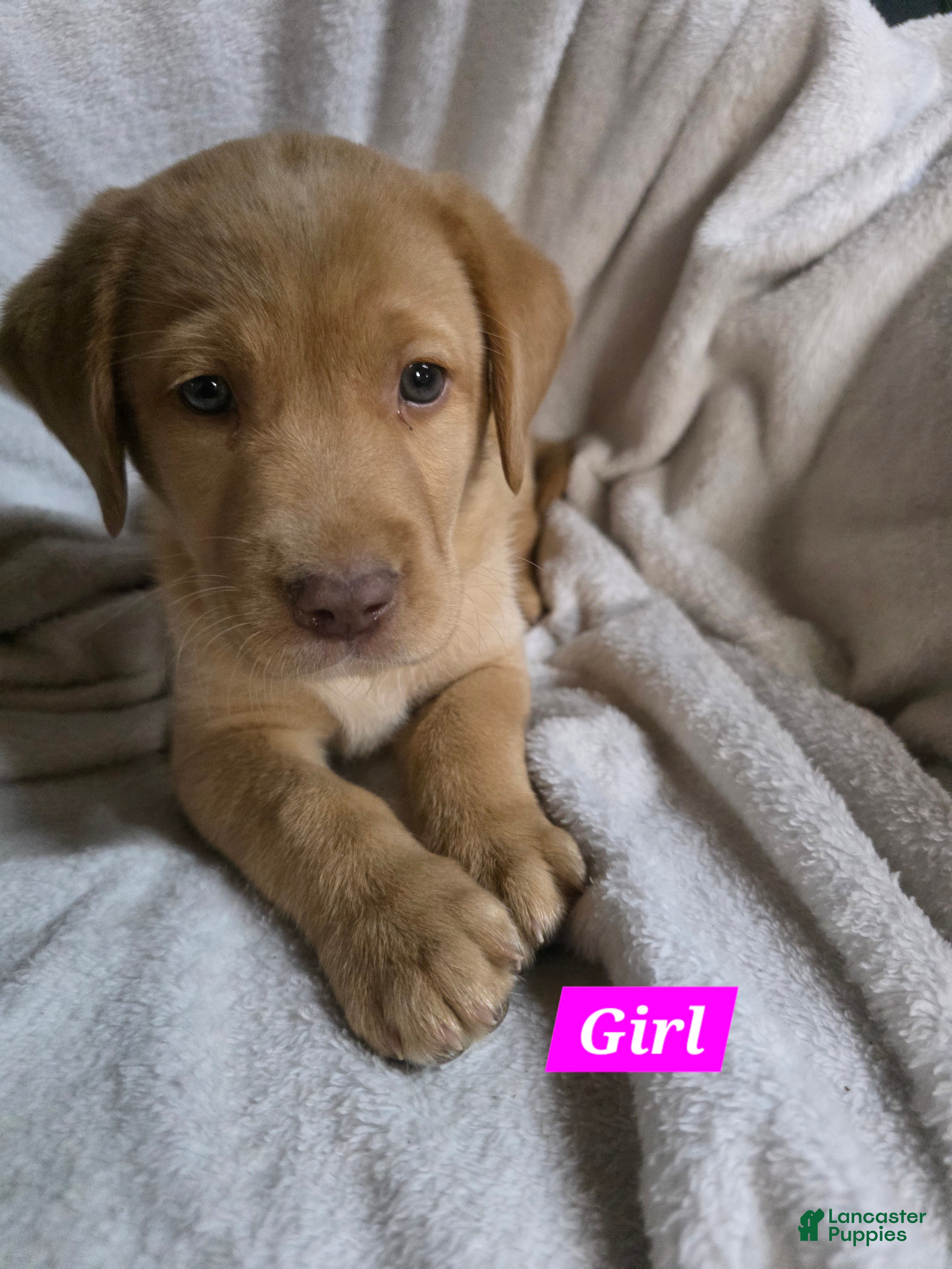 Labrador Retriever dogs Labrador Retriever Puppy 5 - Ad 32