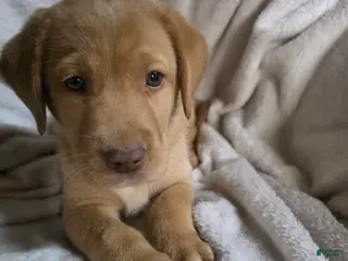 Labrador Retriever dogs Labrador Retriever Puppy 5 - Ad 32