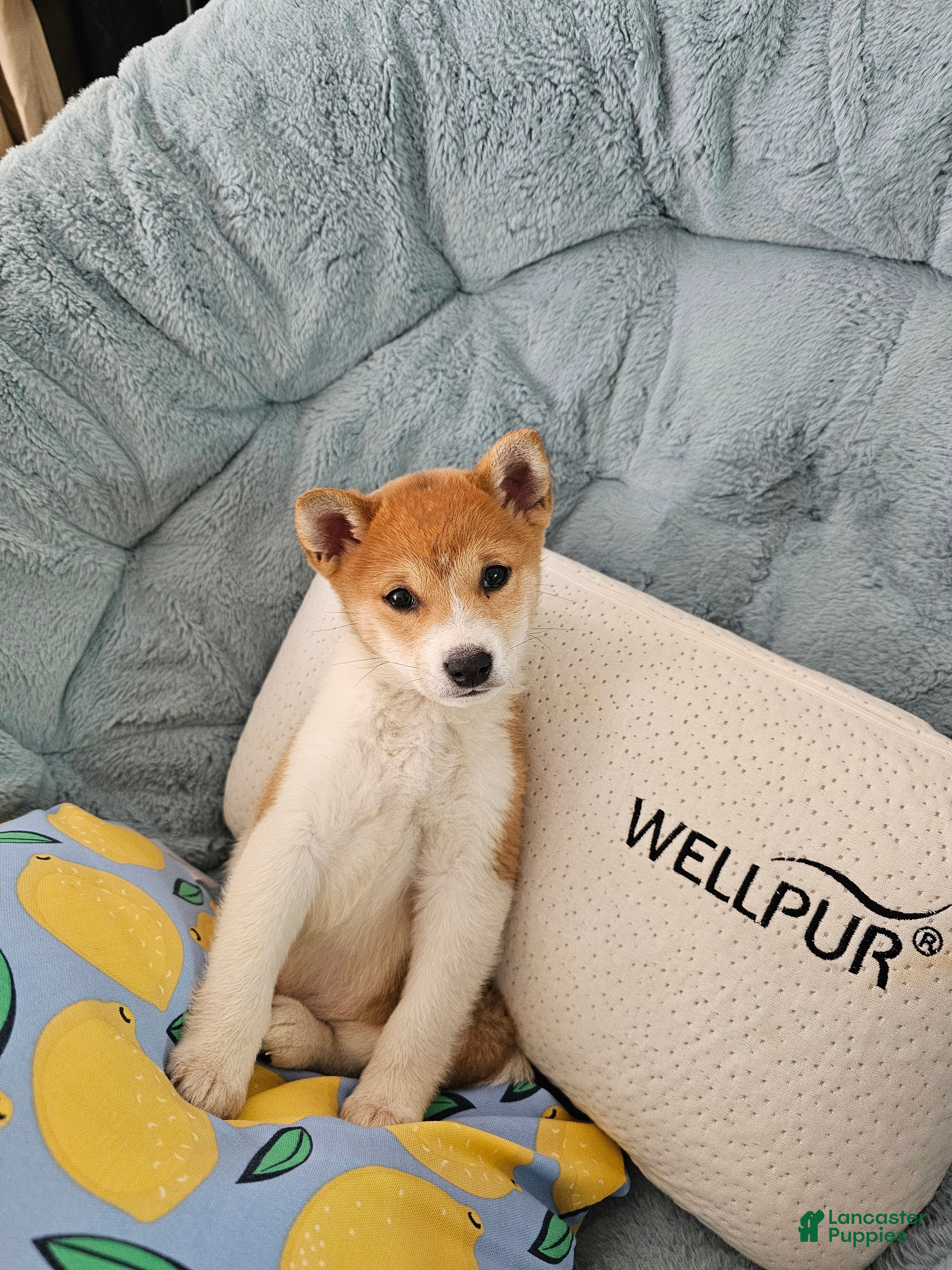 Shiba Inu dogs Female Shiba Inu Puppy - Ad 1