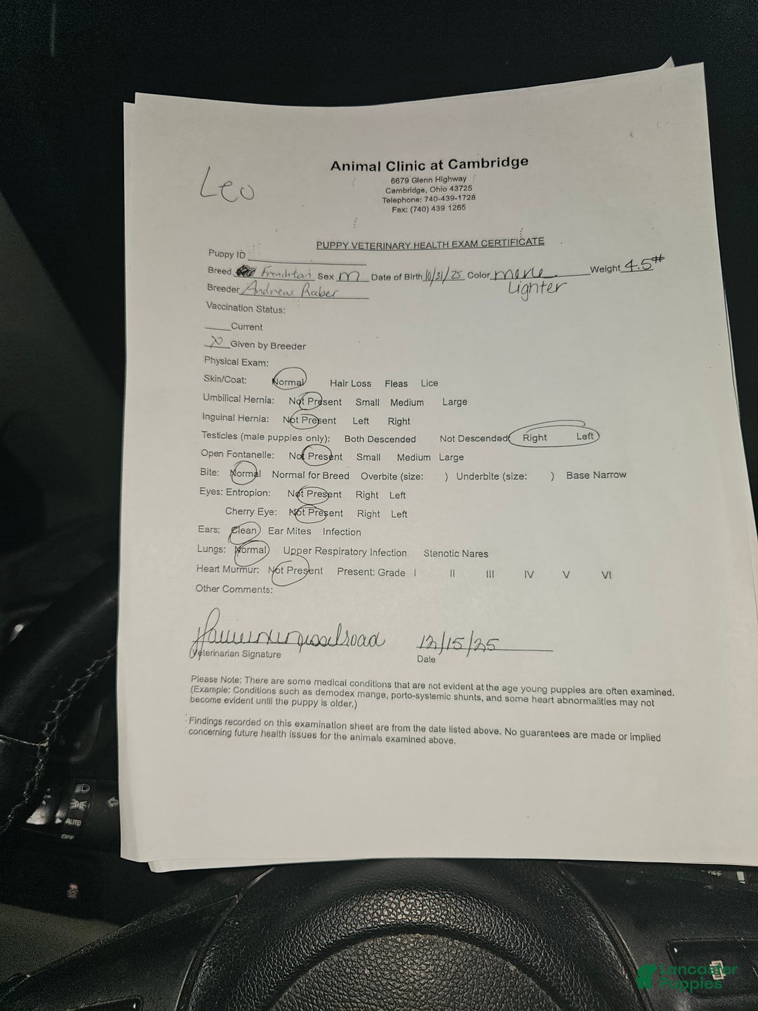 Frenchton dogs for sale: Leo - Ad 3