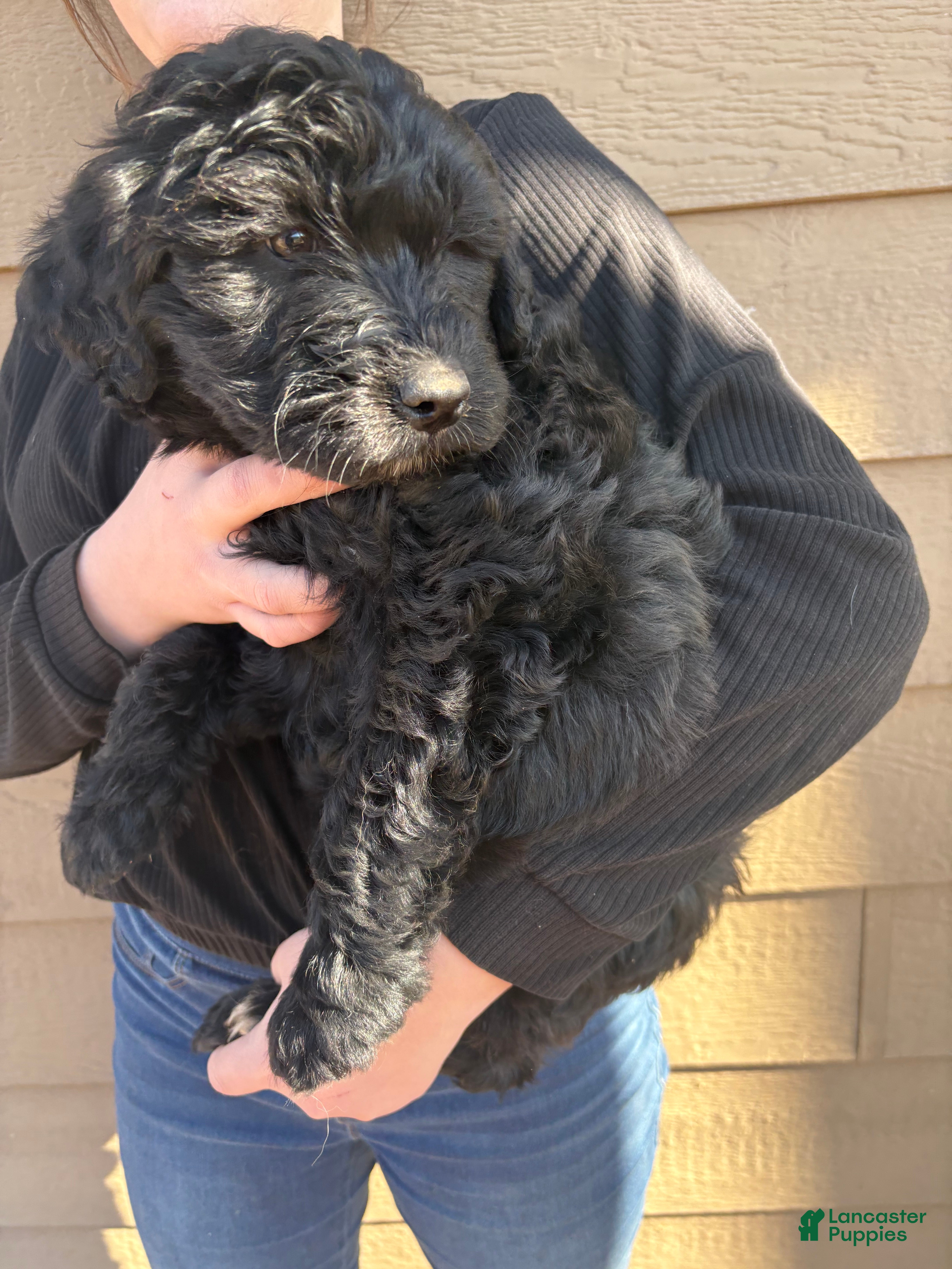 Aussiedoodle dogs  Puppy 2 - Ad 1