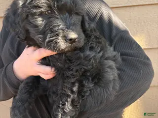 Aussiedoodle dogs Puppy 2 - Ad 1
