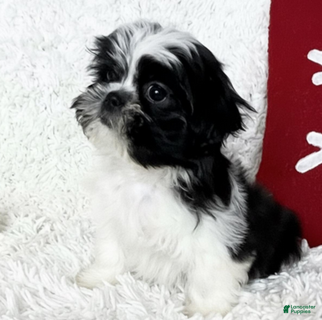 Shih Tzu dogs for sale: AKC Commet - Ad 2