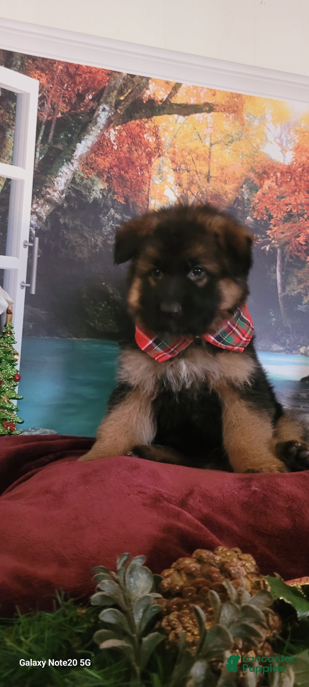 German Shepherd dogs for sale: Dasher - Ad 2