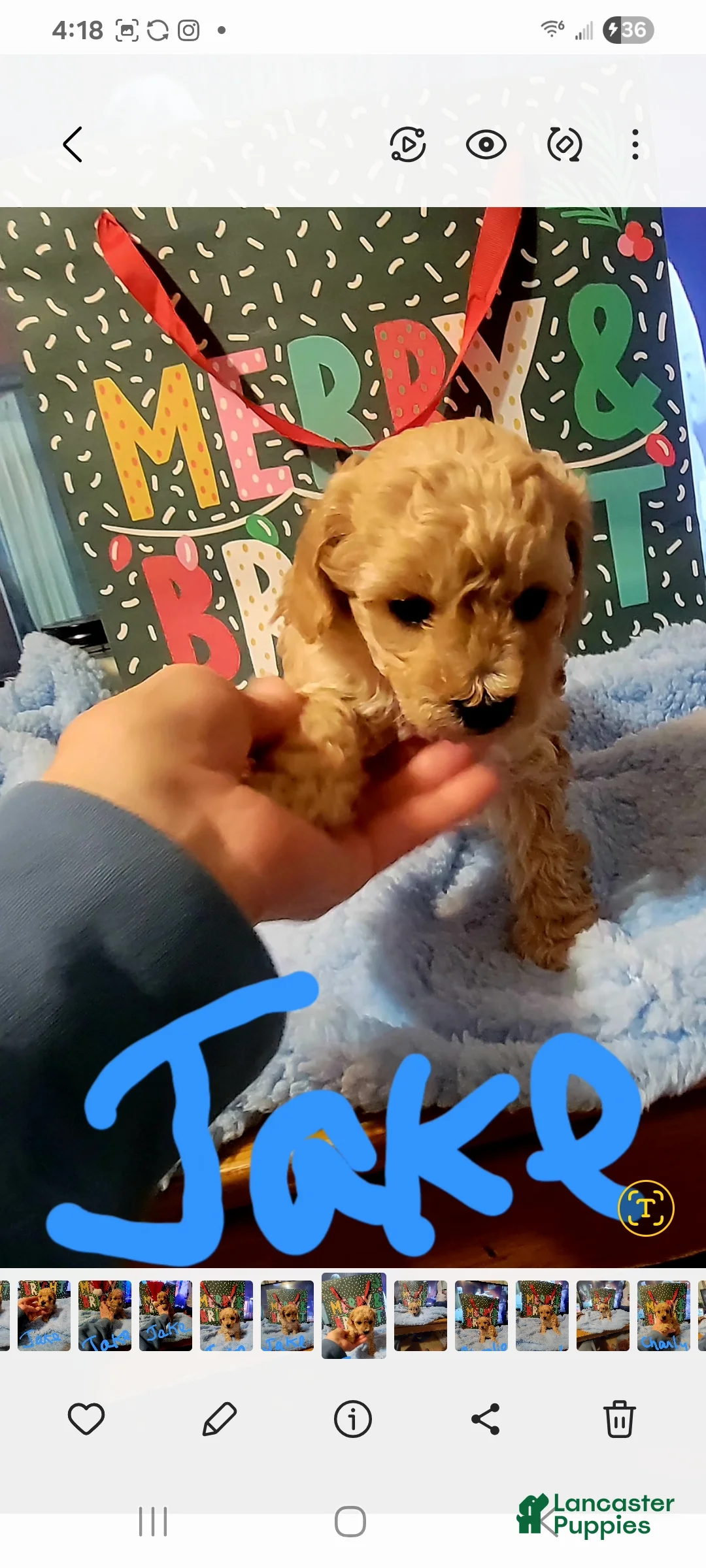Toy Poodle dogs for sale: Jake - Ad 2