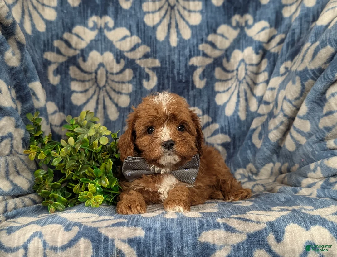 Cavapoo dogs for sale: Emerson - Ad 6