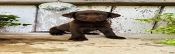 Labrador Retriever dogs for sale: Cooper - Ad 5