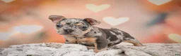 French Bulldog dogs for sale: Abby - Ad 6