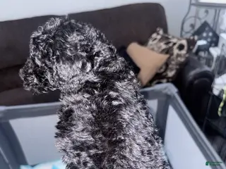 Double Doodle dogs Green - Ad 23