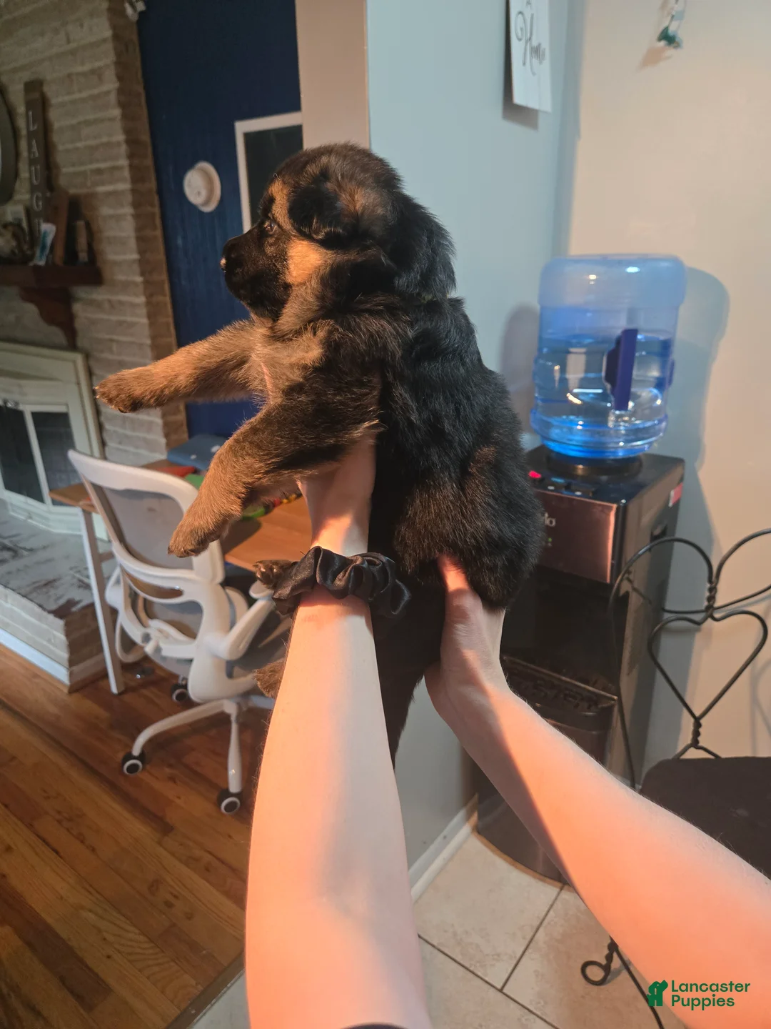 German Shepherd dogs for sale: German Shepherd 6 - Ad 2