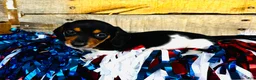 Miniature Dachshund dogs for sale: Brandy - Ad 10