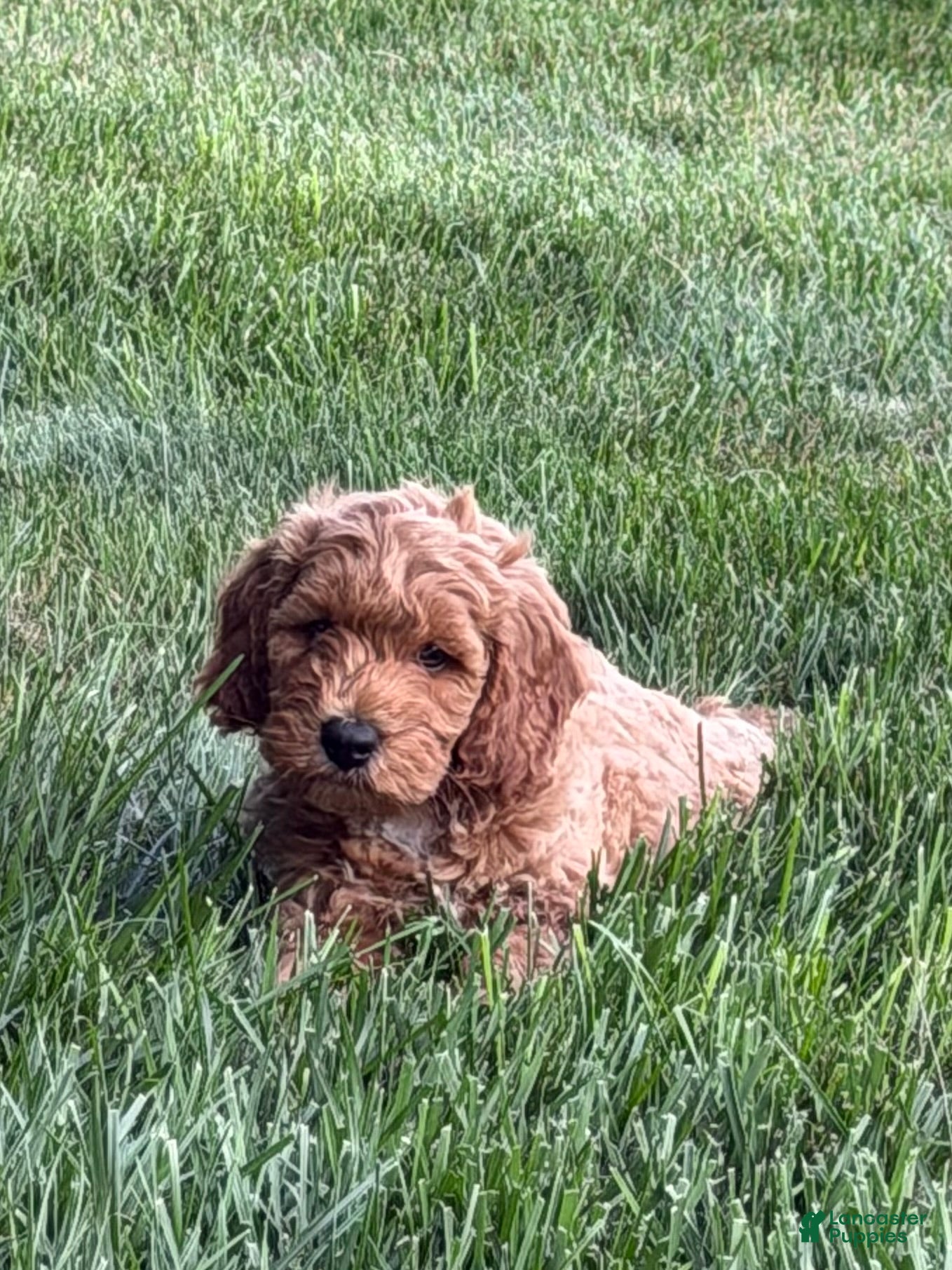 Mini Goldendoodle dogs for sale: Duke - Ad 3