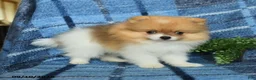 Pomeranian dogs for sale: Hunter - Ad 1