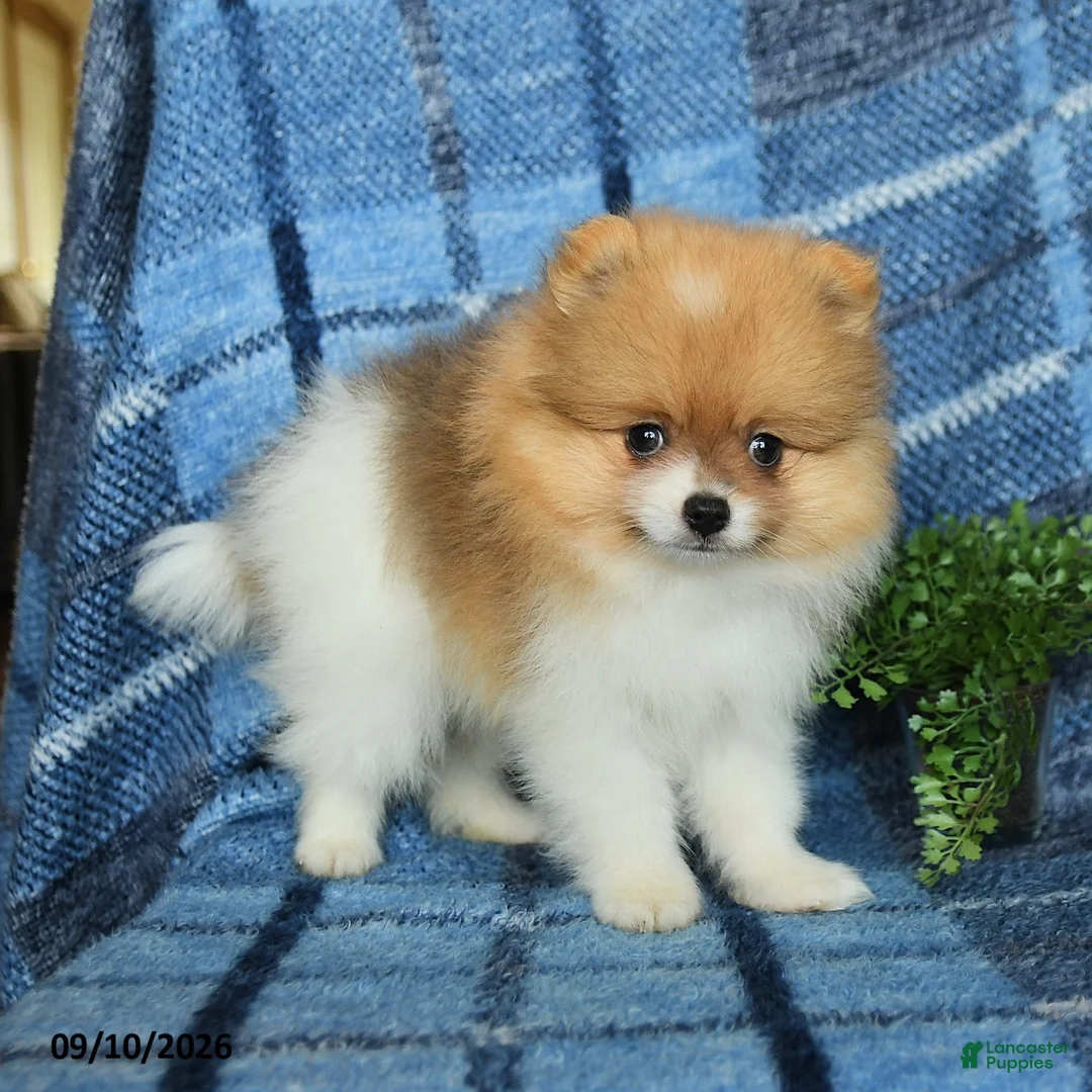 Pomeranian dogs for sale: Hunter - Ad 1