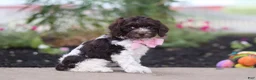 Cockapoo dogs for sale: Aleah - Ad 3