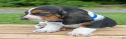 Basset Hound dogs for sale: Oscar - Ad 3