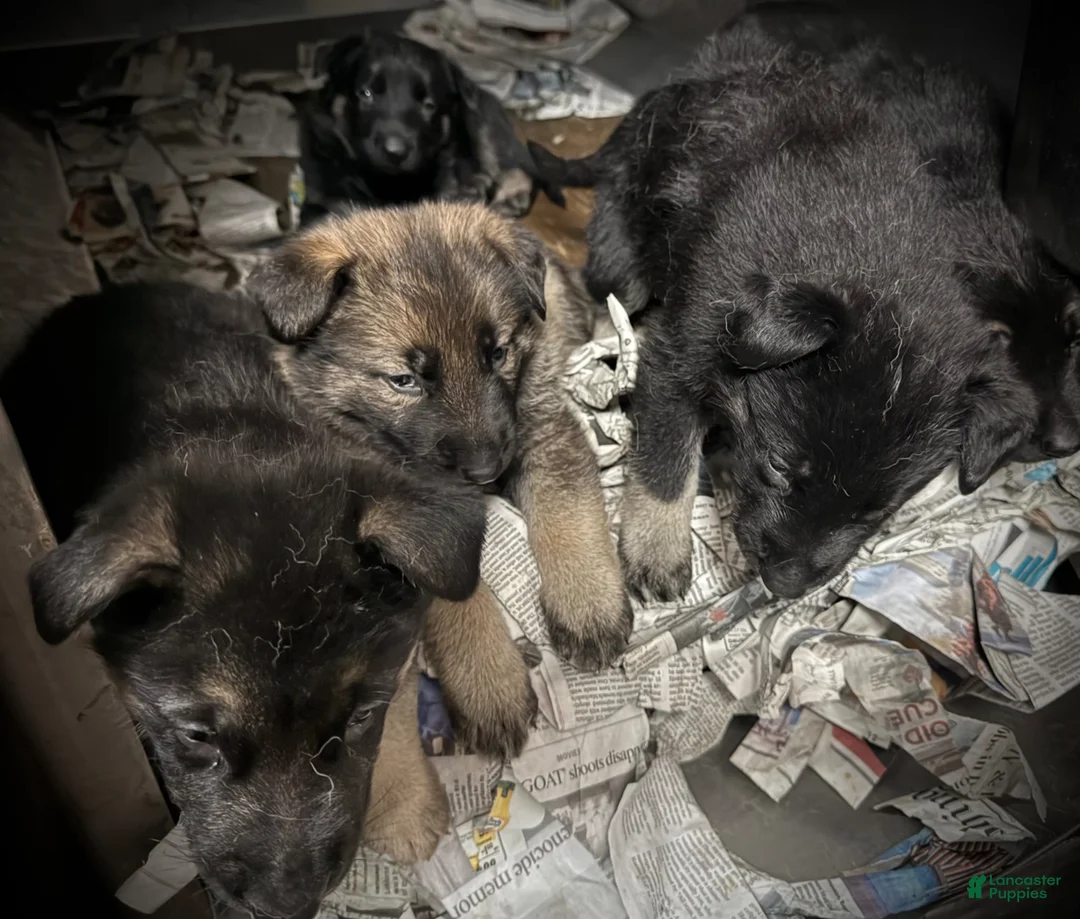 German Shepherd dogs for sale: German Shepherd Puppy 5 - Ad 1