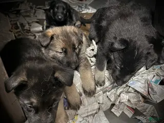 German Shepherd dogs for sale: German Shepherd Puppy 5 - Ad 3