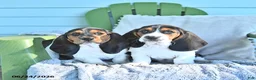 Basset Hound dogs for sale: Lexie - Ad 5