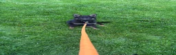 German Shepherd dogs for sale: Behr  - Ad 5