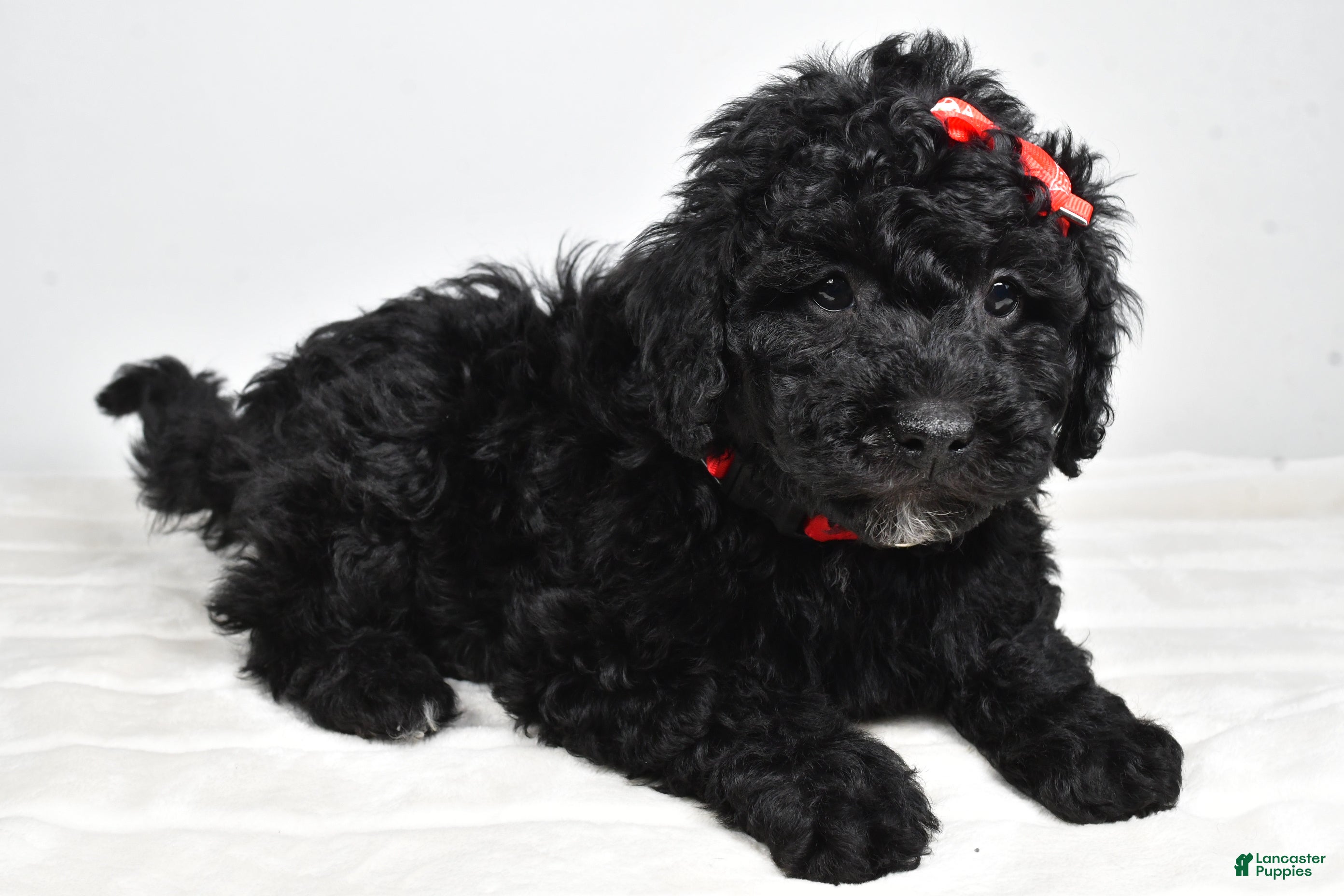 Mini Goldendoodle dogs Austin - Ad 27