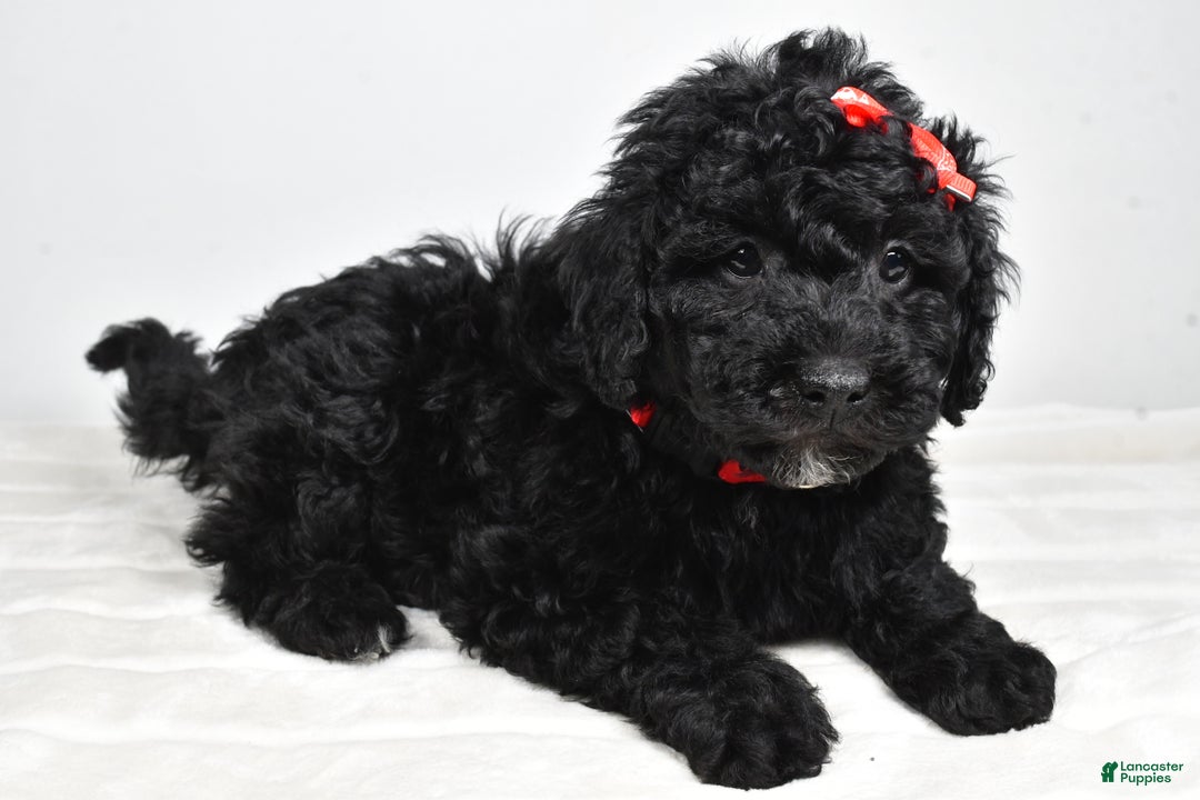 Mini Goldendoodle dogs for sale: Austin - Ad 1