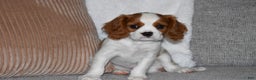 Cavalier King Charles Spaniel dogs for sale: Mack - Ad 4