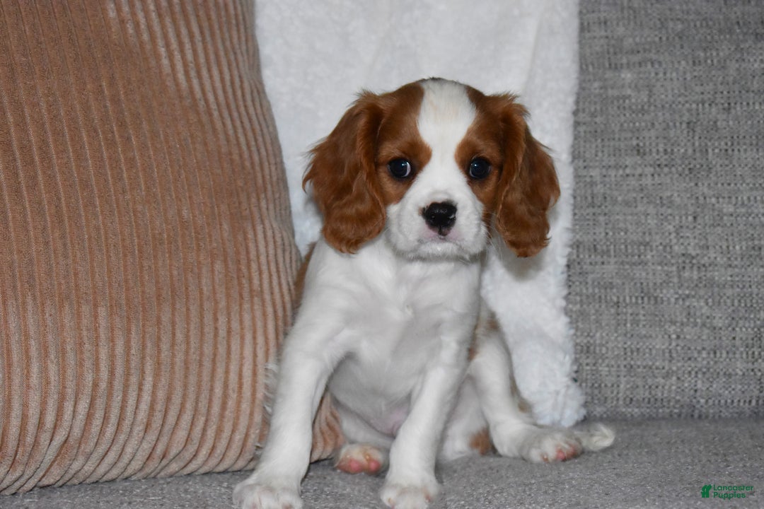 Cavalier King Charles Spaniel dogs for sale: Mack - Ad 4