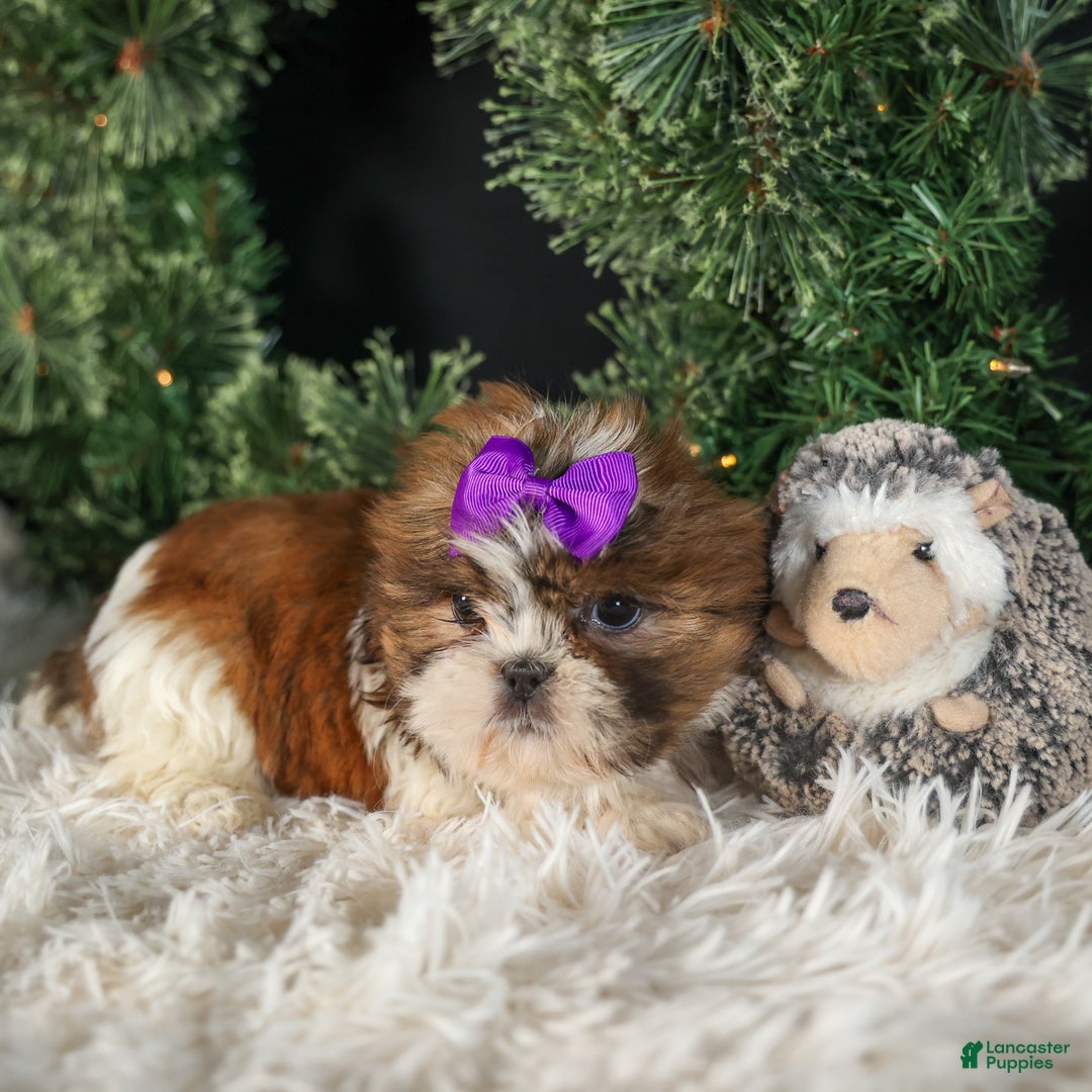 Shih Tzu dogs for sale: RUBY - Ad 11