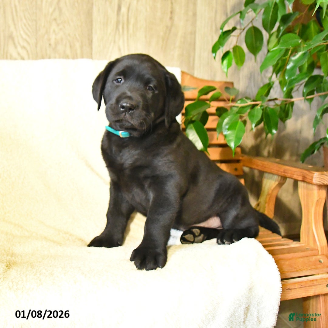 Labrador Retriever dogs for sale: Luke  - Ad 1