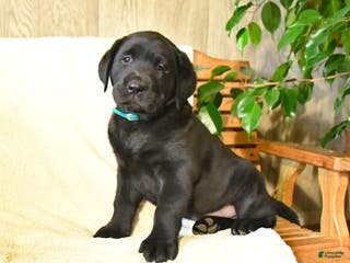 Labrador Retriever dogs Luke - Ad 14