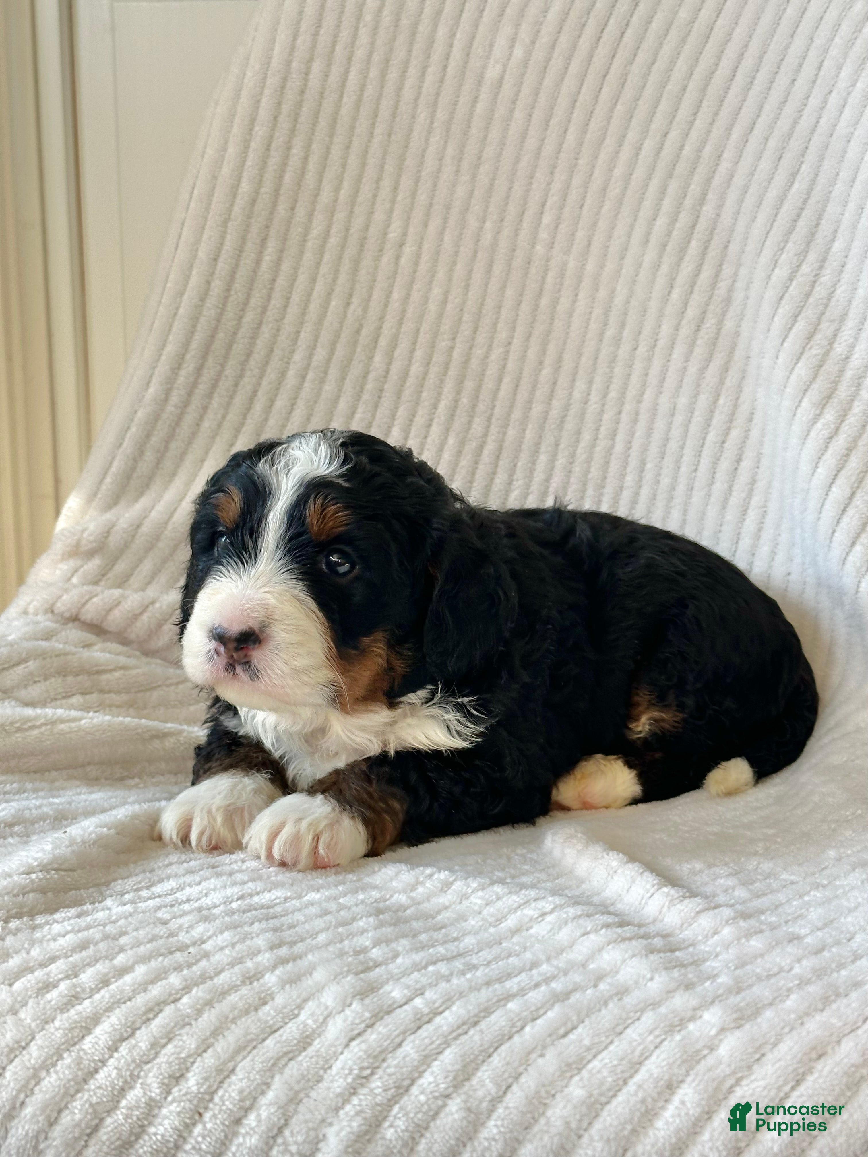 Mini Bernedoodle dogs Willow - Ad 13