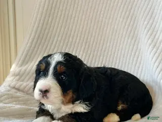 Mini Bernedoodle dogs Willow - Ad 13