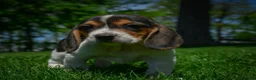 Beagle dogs for sale: Nova - Ad 8