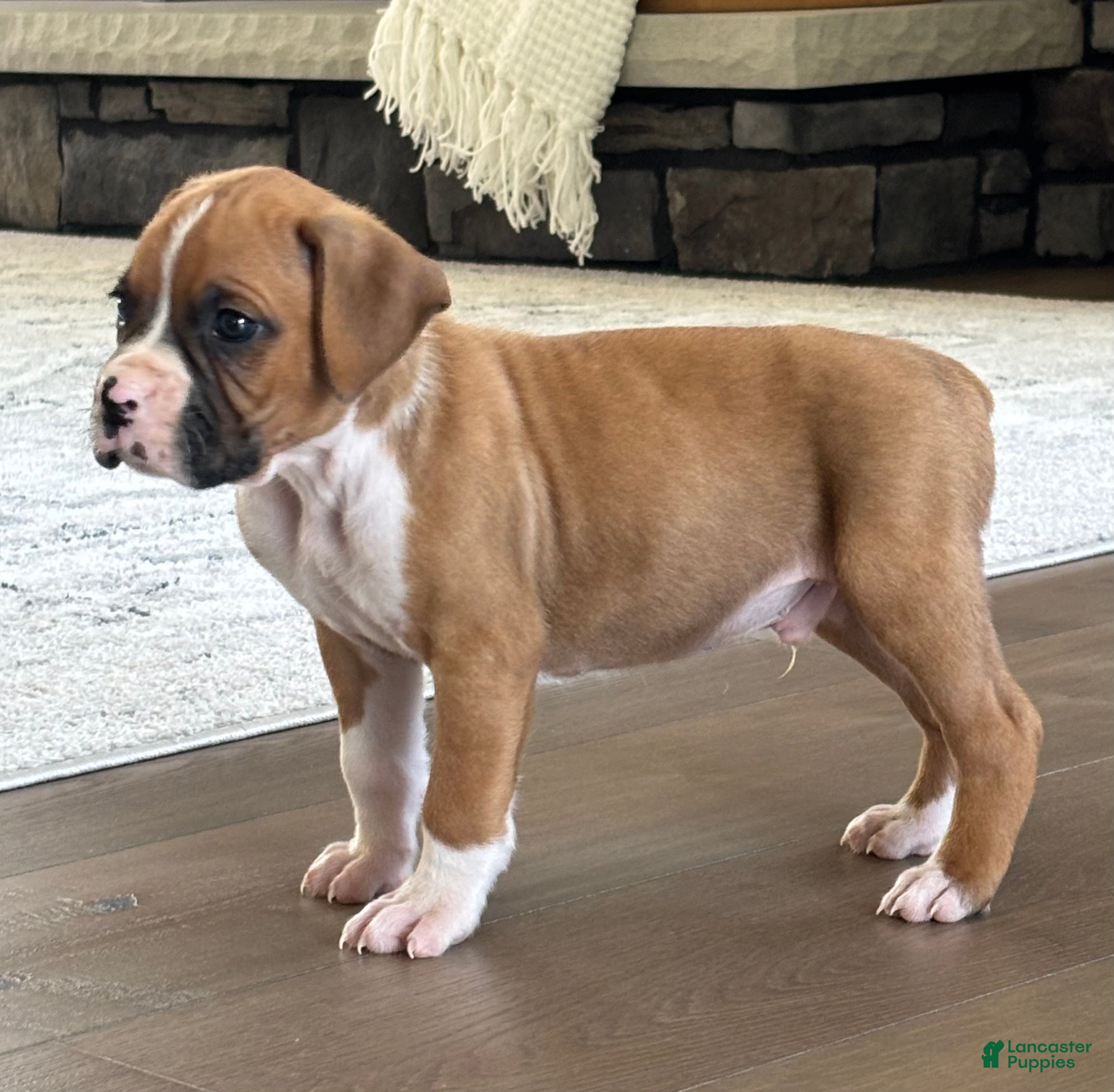 Boxer dogs Dozer - Ad 1