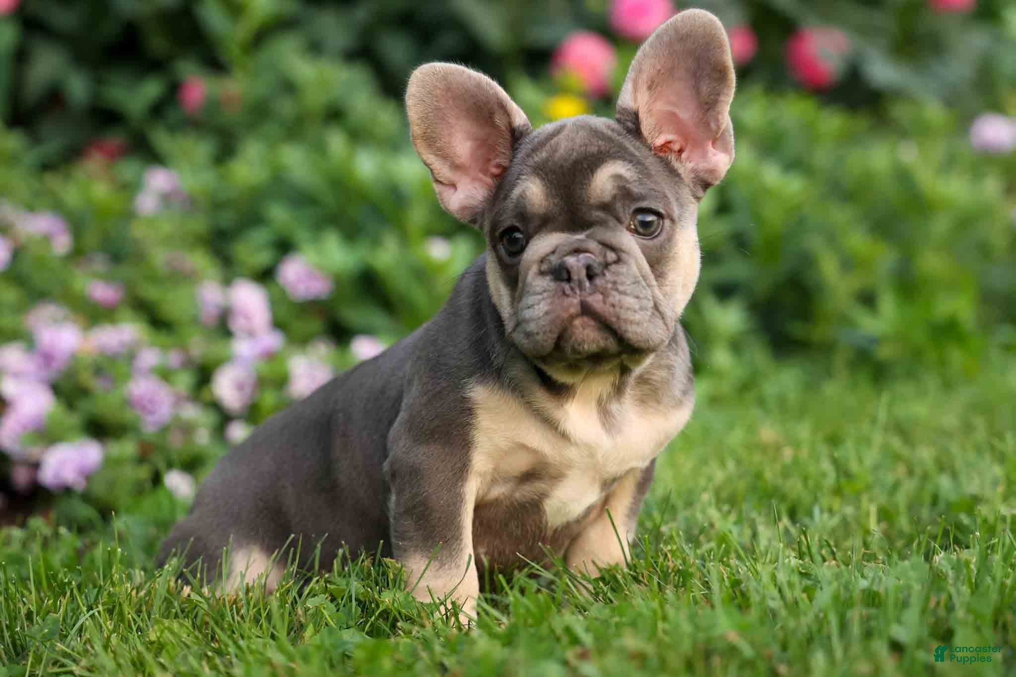 French Bulldog dogs  Flora Jane 🩷 - Ad 1
