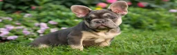 French Bulldog dogs for sale:  Flora Jane 🩷 - Ad 1