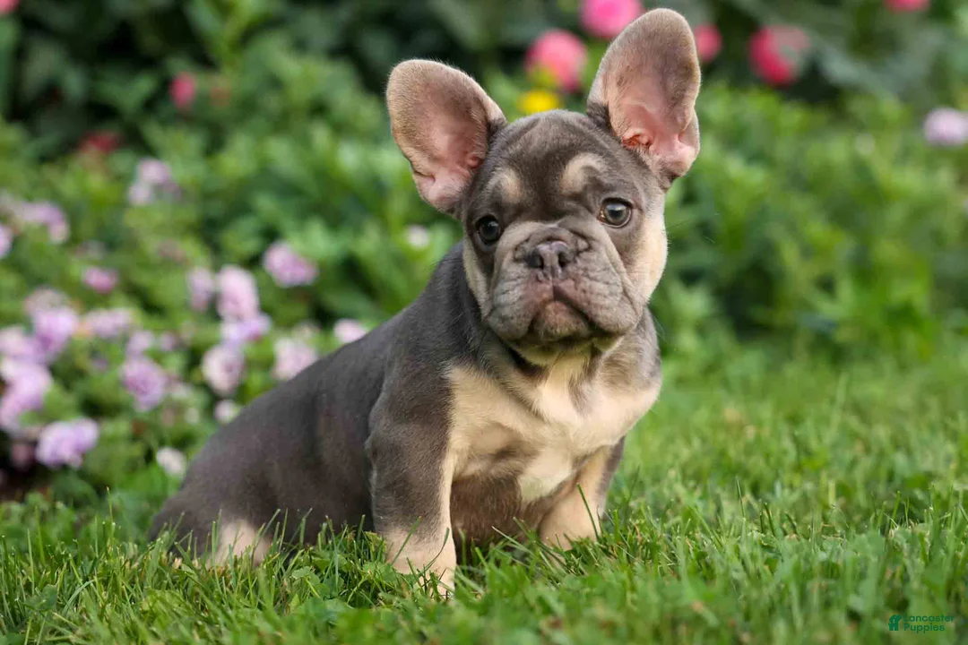 French Bulldog dogs for sale:  Flora Jane 🩷 - Ad 1